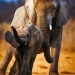 amazingearth-deactivated2021011:Elephant Calf & Her MotherMy Blog @amazingearth 