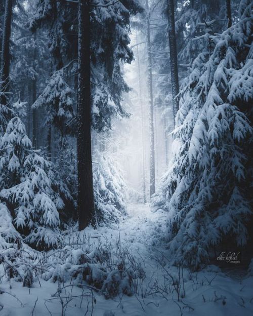 silvaris: Winterdreams by Elke Kißal