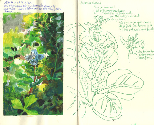 Some Pages From My Gardening Sketchbook.