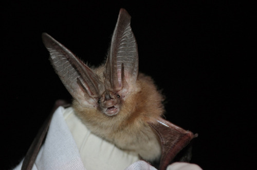 Your Daily Batty Dose!Townsend’s big-eared bat (Corynorhinus townsendii)Source {x}