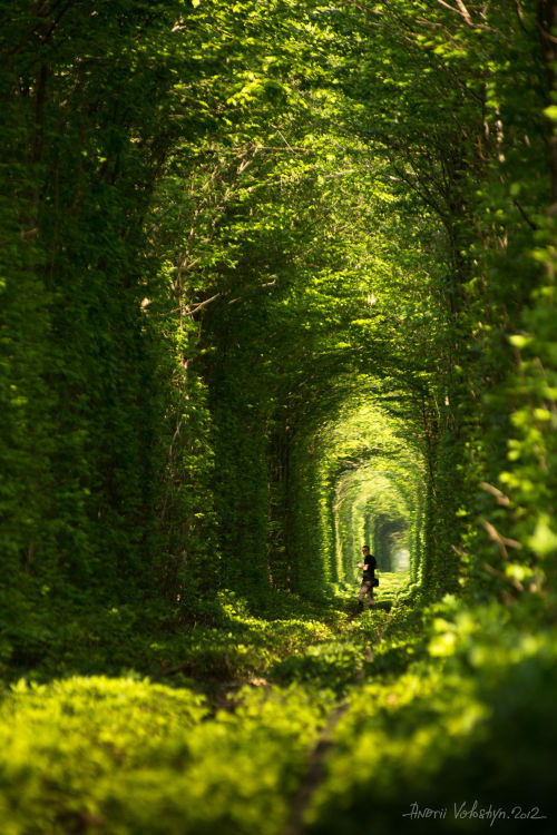 travelgurus:At Klevan in Ukraine there is a natural tunnel of trees created by trains - it calls tun