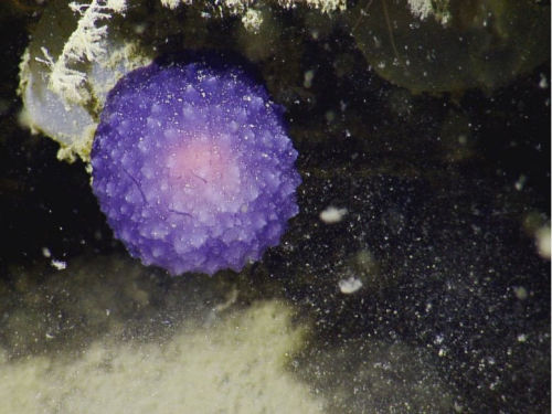 Remember that strange purple orb deep-sea scientists fought a crab for? It’s revealed itself to be a