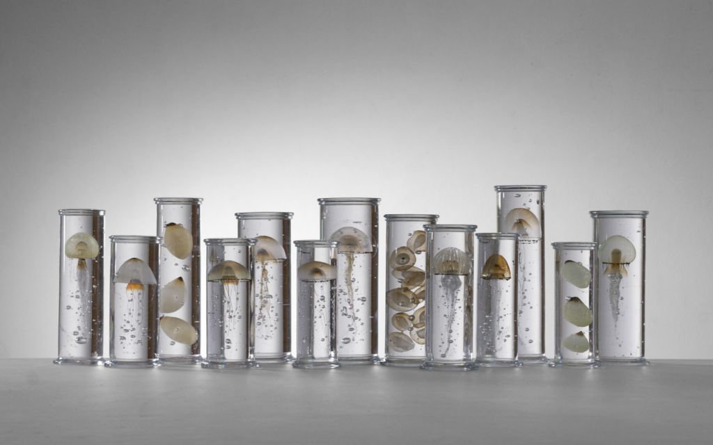 culturenlifestyle:  Stunning Marine Life Specimens Imagined in Glass by Steffen Dam