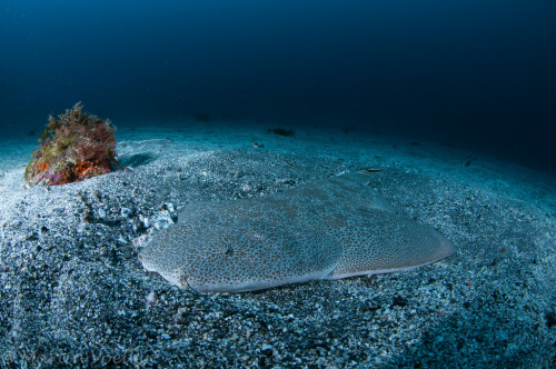 Japanese Angelshark, Squatina japonica Taken at Izu Oceanic Park by Martin Voeller on Flickr.