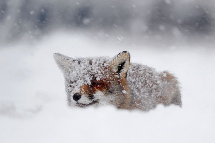 the-absolute-best-posts:  wolverxne: A Fox fantasy by: (Roeselien Raimond)