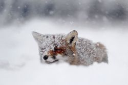 The-Absolute-Best-Posts:  Wolverxne: A Fox Fantasy By: (Roeselien Raimond)
