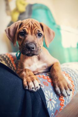 handsomedogs:  Klaudia Chojnacka | Hello!