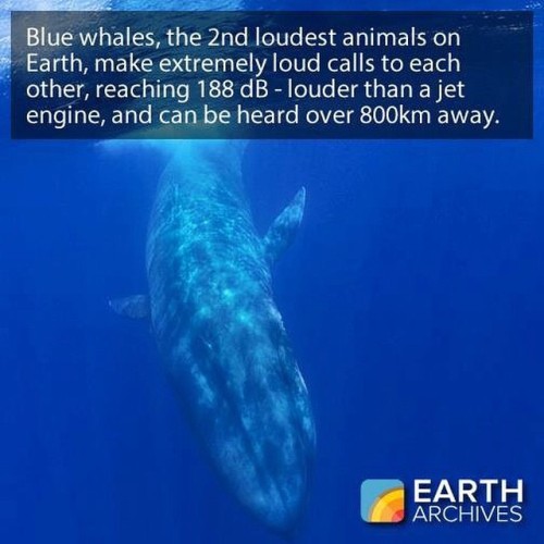 Blue whales are the second loudest animals on Earth. #loudestanimals #eartharchives #mammals #animal