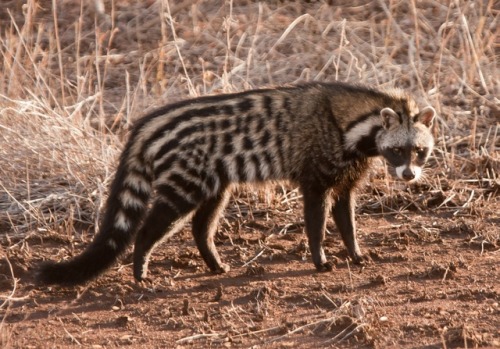 funnywildlife: lovingexotics: African Civet  Civettictis civettaSource: Here Singita Civet African