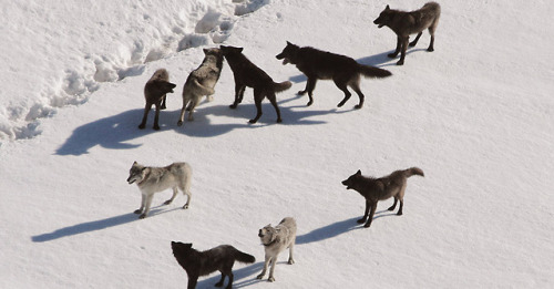 “Wolves develop close relationships and strong social bonds. They often demonstrate deep affec