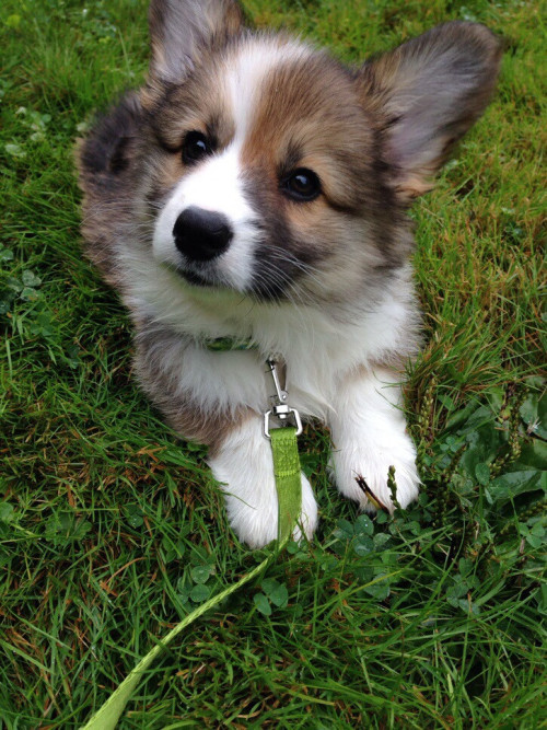 awwww-cute:  Our new corgi pup, Gigi 