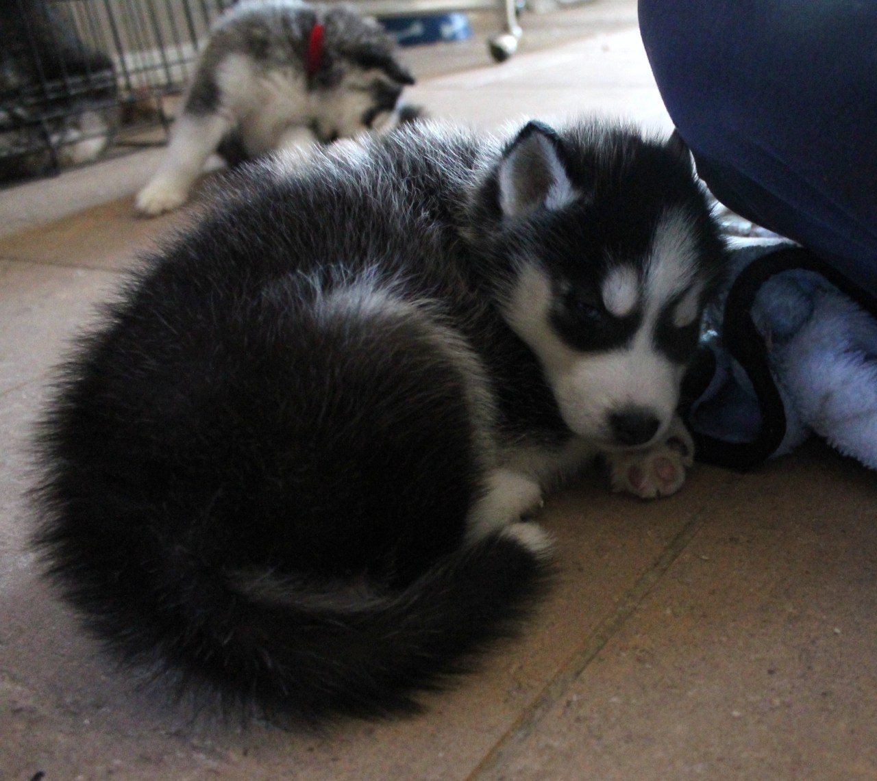 6woofs:  A few more Kiba photos. &lt;3 