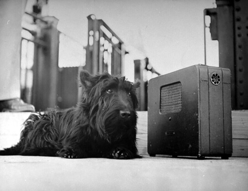 Fala, le chien préféré du président Franklin Roosevelt, écoute son discours à la radio, 1944.