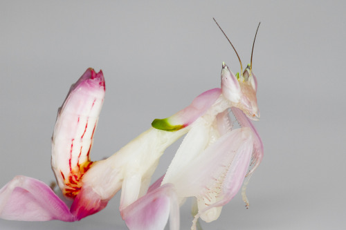 onenicebugperday: Bugs that look like flowers!1-2: Orchid mantis, Hymenopus coronatus Photos by Frup