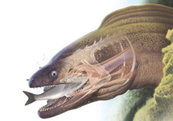 biomedicalephemera:  This is your yearly reminder that the jaws of Aliens were based off of nature. Pharyngeal jaws are a second set of teeth that extends from the pharynx of moray eels (Gymnothorax spp). They help the eels grasp onto their struggling