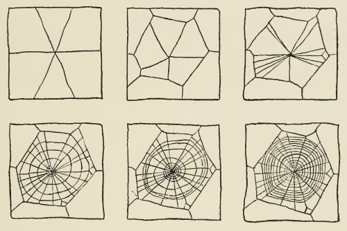 nemfrog:“Stages in the spinning of an orb-web.” Spiders, Scorpions, Centipedes, and Mites. 1958.Inte