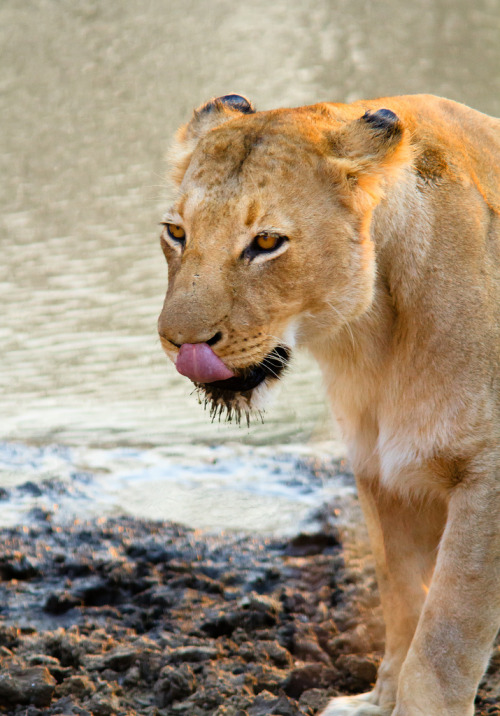llbwwb:   Lioness at water hole (by markrellison) 