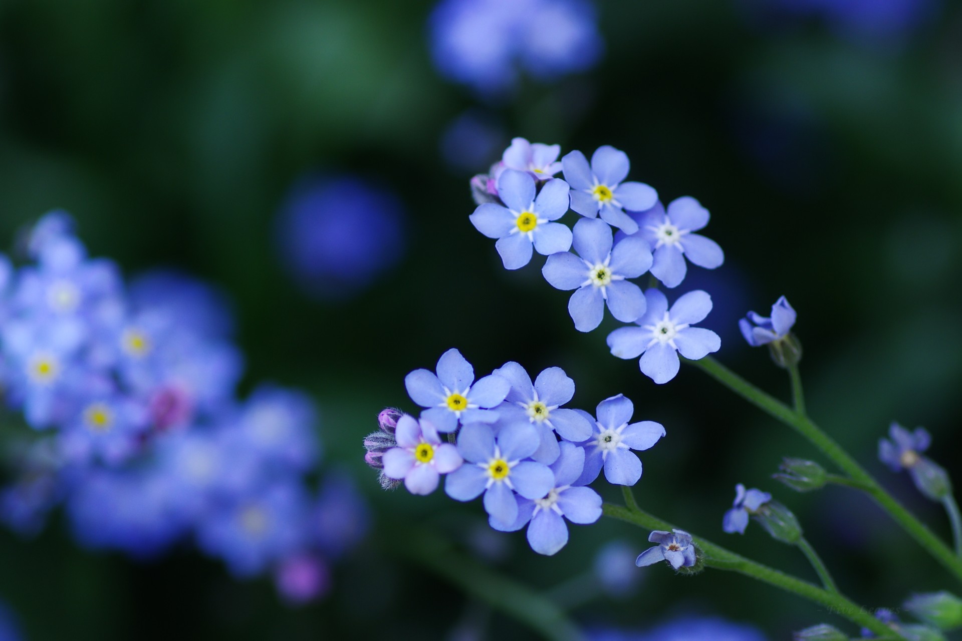 Myosotis Explore Tumblr Posts And Blogs Tumgir Myosotis Explore Tumblr Posts And Blogs Tumgir
