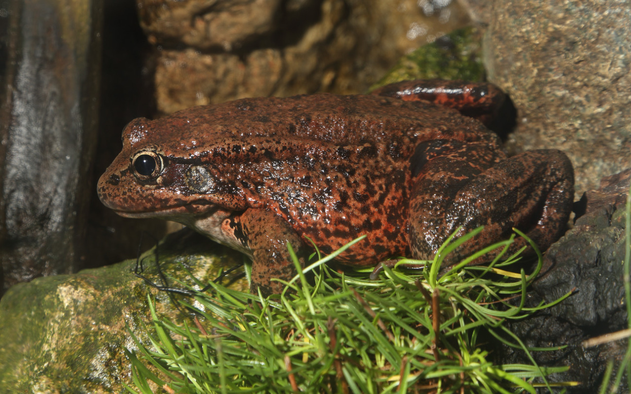 A freshwater frog? At the Aquarium? Indeed! You can find this California red-legged frog near the coastal stream exhibit. It’s the same species featured in Mark Twain’s famous story, “The Celebrated Jumping Frog of Calaveras County”!
It’s also a...