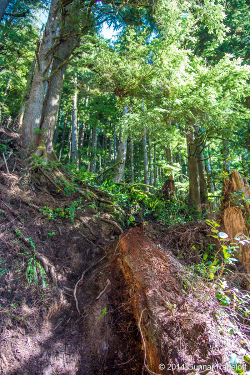 8.7.2014 - day 6 on the West Coast Trail - the final stretch of the trail towards Port Renfrew. So b