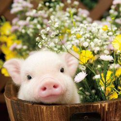 warpiggly:  Hermosas fotos de animales¿Cual te ha gustado ?  