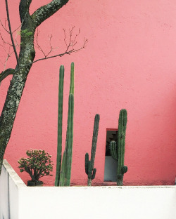 icaronycteris:  Casa Gilardi (Barragán, 1977) x Pia Riverola