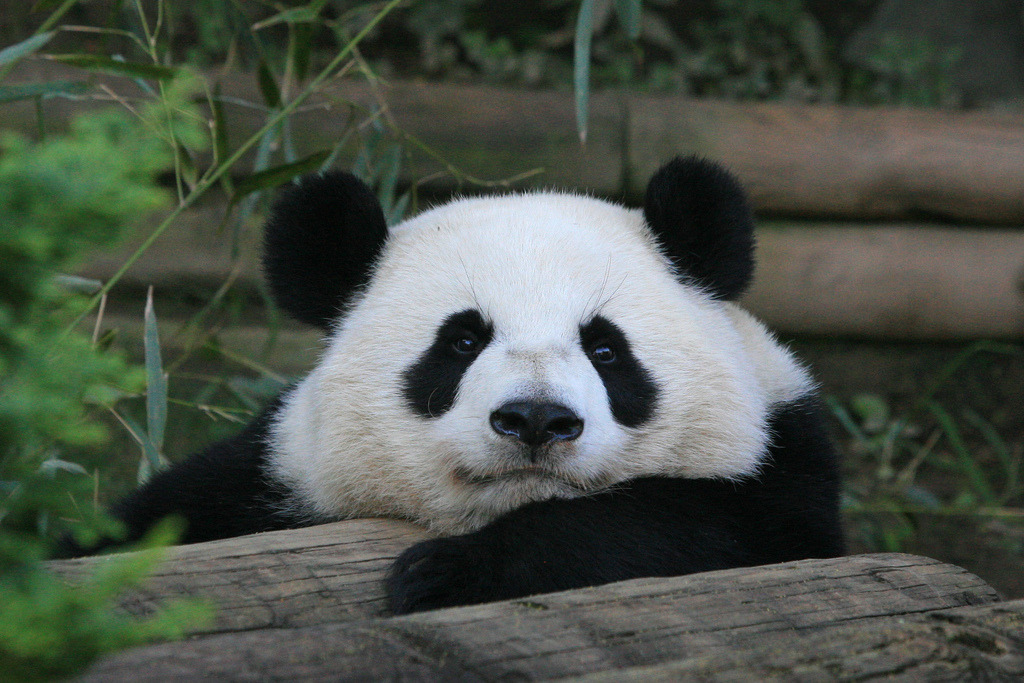 giantpandaphotos:  Po at Zoo Atlanta in Georgia, US, on August 25, 2013. © SmileyBears.