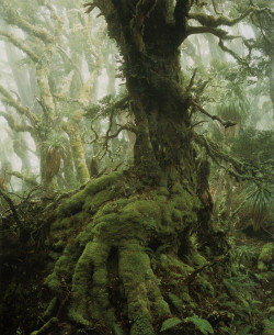 nxtureporn:  This is absolutely gorgeous! Myrtle tree in rainforest at Mount Anne, southwest Tasmania 