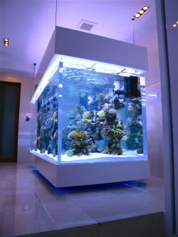 fishtanklover:  DSPS tank from Thailand (1000 gallon+) - Page 51 - Reef Central Online Community