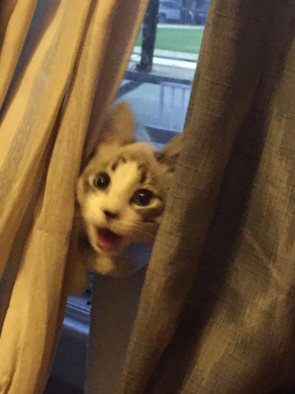 unflatteringcatselfies:  This is oscar. He likes to run and slide on the floor and