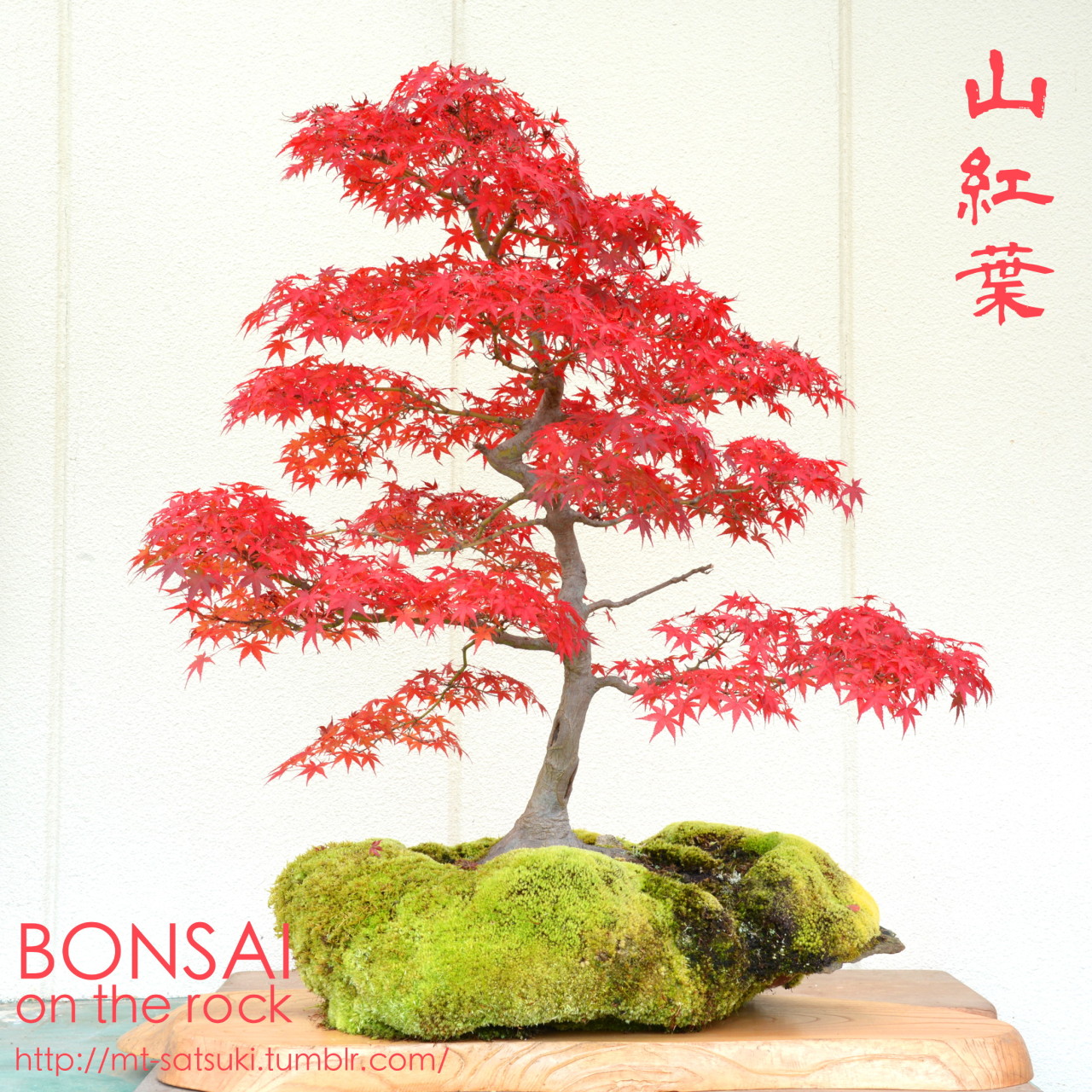石付盆栽 Bonsai On The Rock ヤマモミジの石付盆栽 Japanese Maple Yama Momiji Bonsai On 石付盆栽 Bonsai On The Rock ヤマモミジの石付盆栽 Japanese Maple Yama Momiji Bonsai On