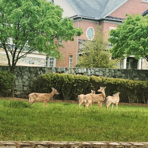 Wildlife taking over
#quarantinelife #fallschurchva #stocktonmanor #deers via Instagram https://instagr.am/p/B_zfuvJD4po/