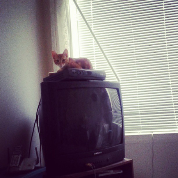 getoutoftherecat:  get off of there cat. you do not provide various channels of entertainment