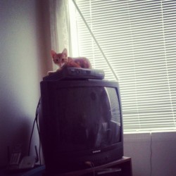 getoutoftherecat:  get off of there cat.