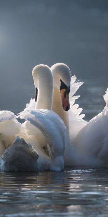 White, swan pair, birds, 1080x2160 wallpaper @wallpapersmug : https://ift.tt/2FI4itB - https://ift.t