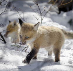 sixpenceee:  A baby fox playing in the snow