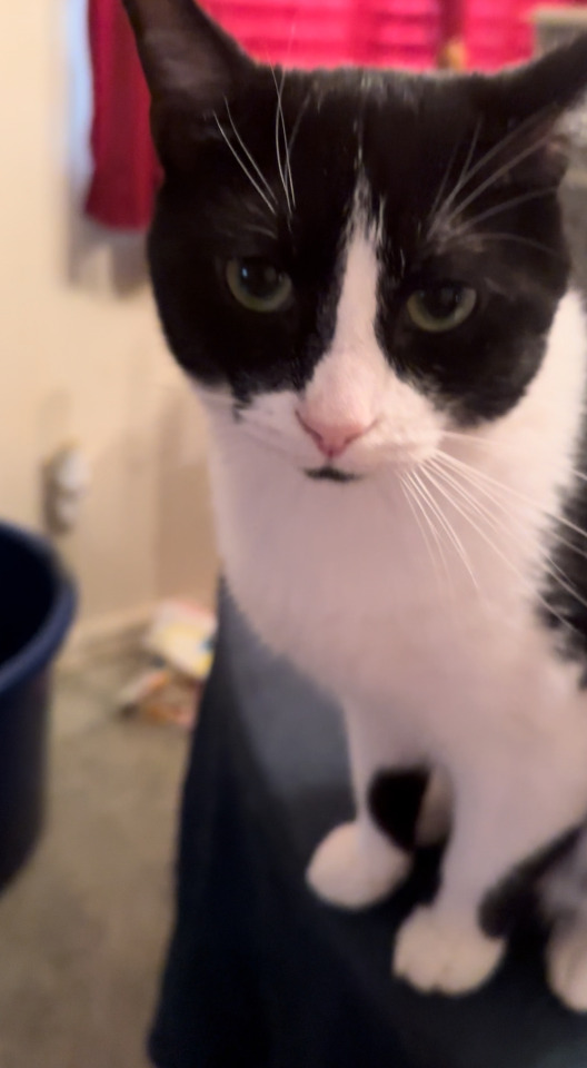 Sylvester Is Watching Your Every Move, Even When You Think He Isnt