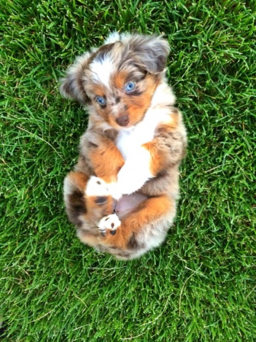 adorable-puppy-photos:  Puppy Time