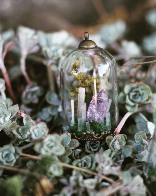 Tiny terrariums