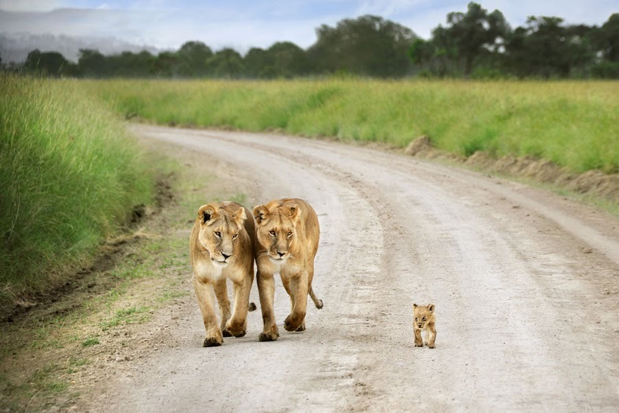 tjpytheas: Interesting Photo of the Day: Baby Lion Walks Proud PictureCorrect Contributor,