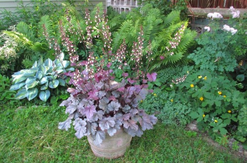 Heuchera ‘Stainless Steel’ is looking so good right now, I decided to haul it into the garden for a 