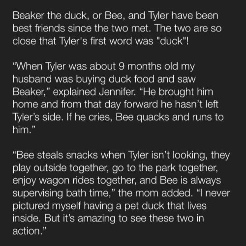 ducklingcentral: peeppeepmotherquacker: myulteriormotive: Tyler and Beaker, best friends forever Rai