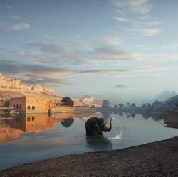 arjuna-vallabha:Elephant at Amber fort, Rajasthan