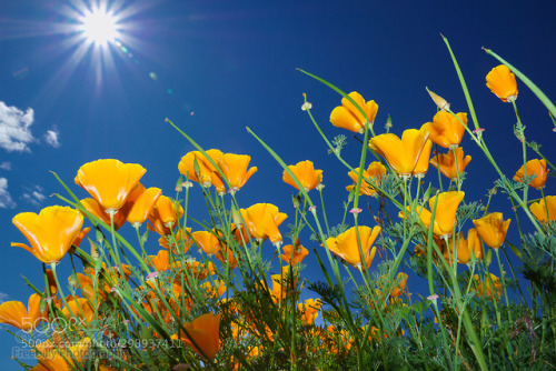 Wild flowers and sun in blue sky by freebilly