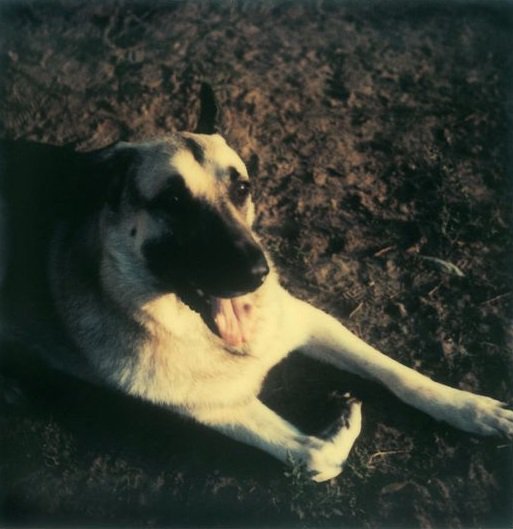 Andrei Tarkovsky’s dog, Dakus Polaroid by Tarkovsky