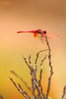 flowerling:  flowerling: Dragonfly by Athby…