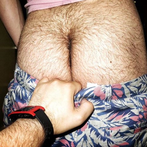 Bear Bearded