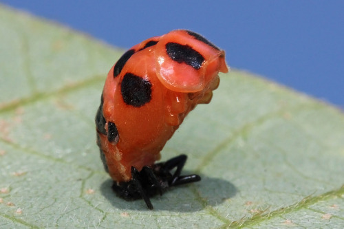 Ladybug pupae sometimes move their body in order to drive away parasitoid wasps and predators.