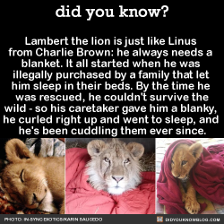 did-you-kno:  Lambert the lion is just like