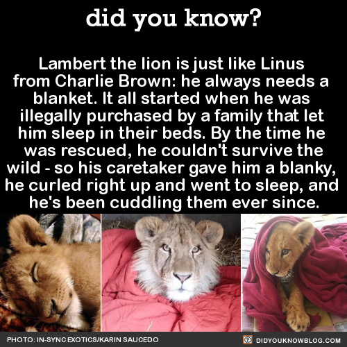 Porn photo did-you-kno:  Lambert the lion is just like